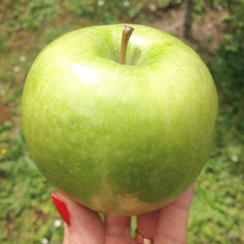 CLEANSER MAKE-UP REMOVER - Apple pluri-actives - Image 6